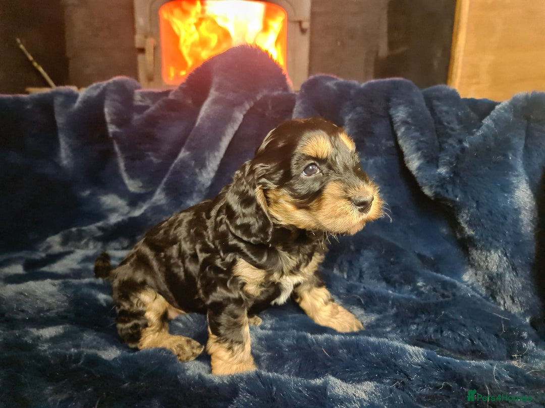 Cockapoo dogs for sale: Exceptional Cockapoo Puppies for Sale - Advert 33