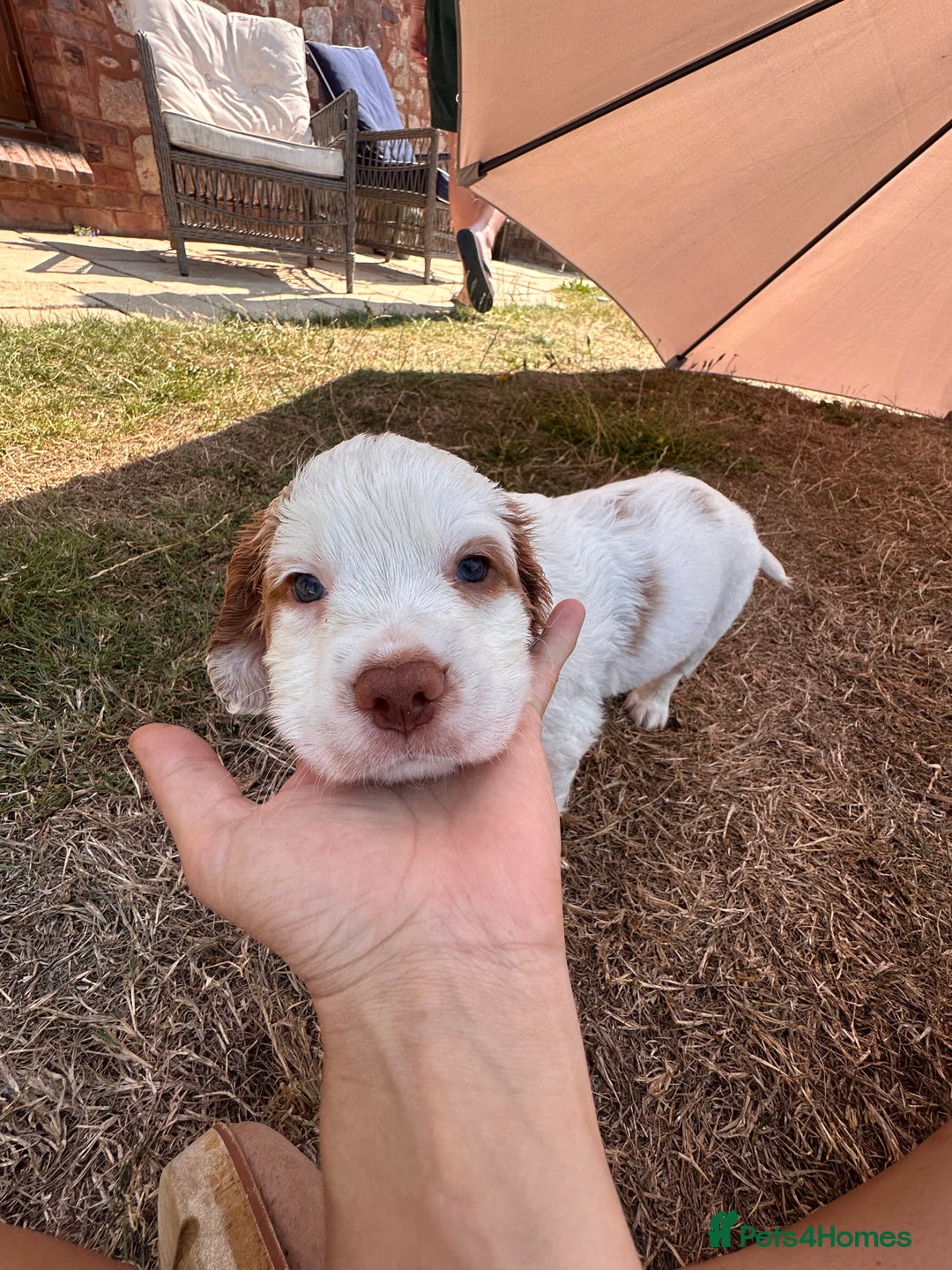 Clumber Spaniel dogs for sale: Clumber Spaniel Hybrid - Image 13