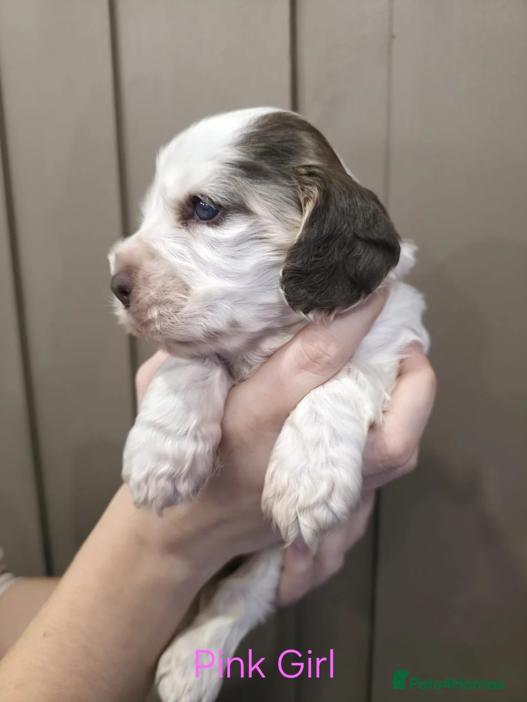 Cocker Spaniel dogs for sale: Show Type Cocker Spaniels Ready to leave now - Advert 14