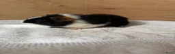 Guinea Pig rodents for sale: 4 male baby teddy guineapigs AVAILABLE  - Advert 11