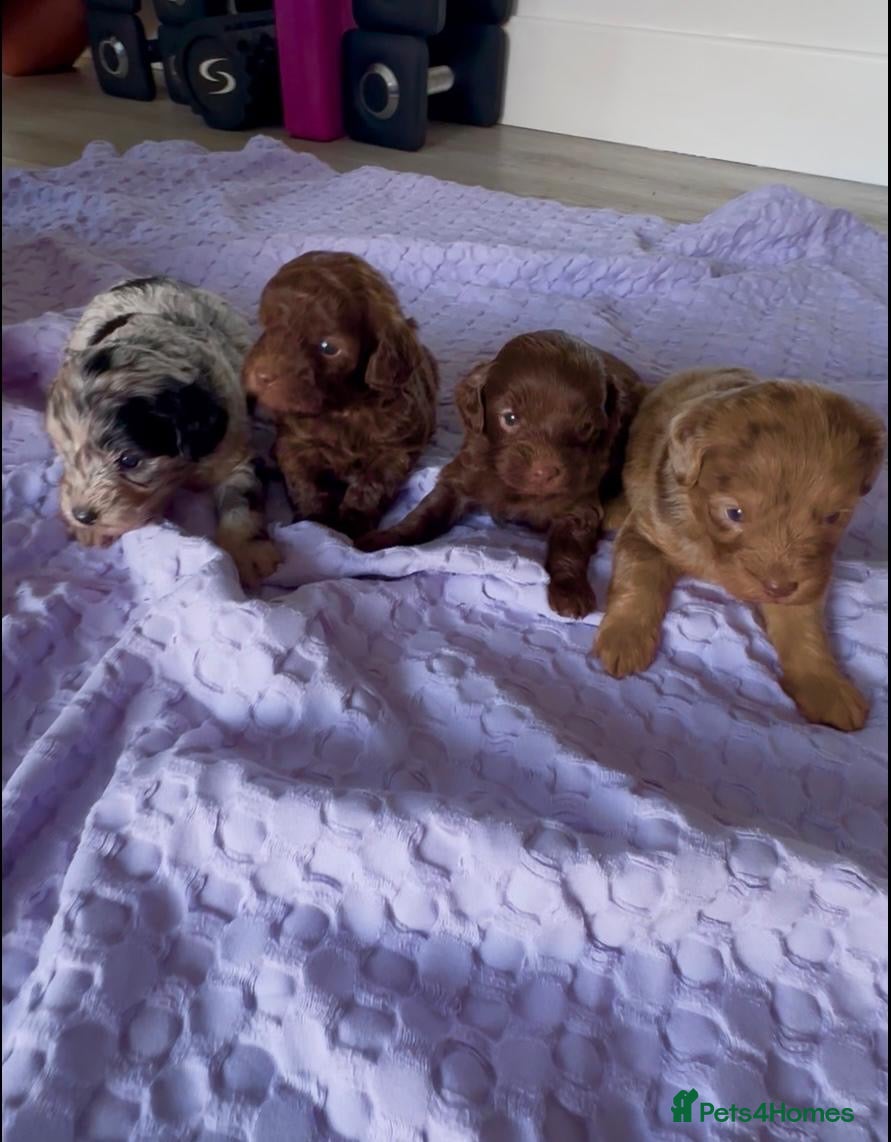 Yorkiepoo dogs  We go We - Advert 1