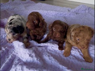 Yorkiepoo dogs We go We - Advert 18