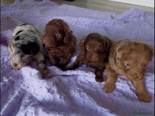 Yorkiepoo dogs We go We - Advert 13