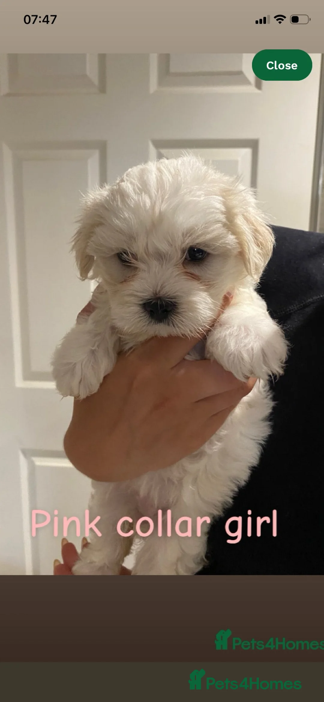 Mixed Breed dogs for sale: 10 week old Lhatese puppy - Advert 1