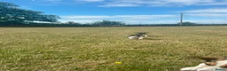 Jack Russell dogs for sale: Gorgeous Jack Russell Puppies  - Advert 16