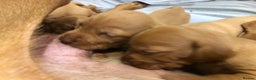 Hungarian Vizsla dogs for sale: Playfull and cheeky hungarian vizsla puppies  - Advert 10