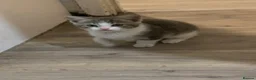 Mixed Breed cats for sale: Kittens - Advert 7