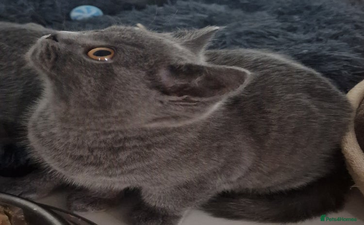 British Shorthair cats - Advert 15
