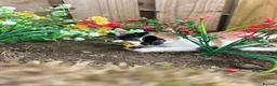 Domestic Shorthair cats for sale: Selling domestic kittens (calico kittens) in Livingston - Advert 7