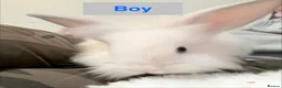 Lionhead rabbits for sale: Double Maned Lionheads - READY NOW - Advert 19