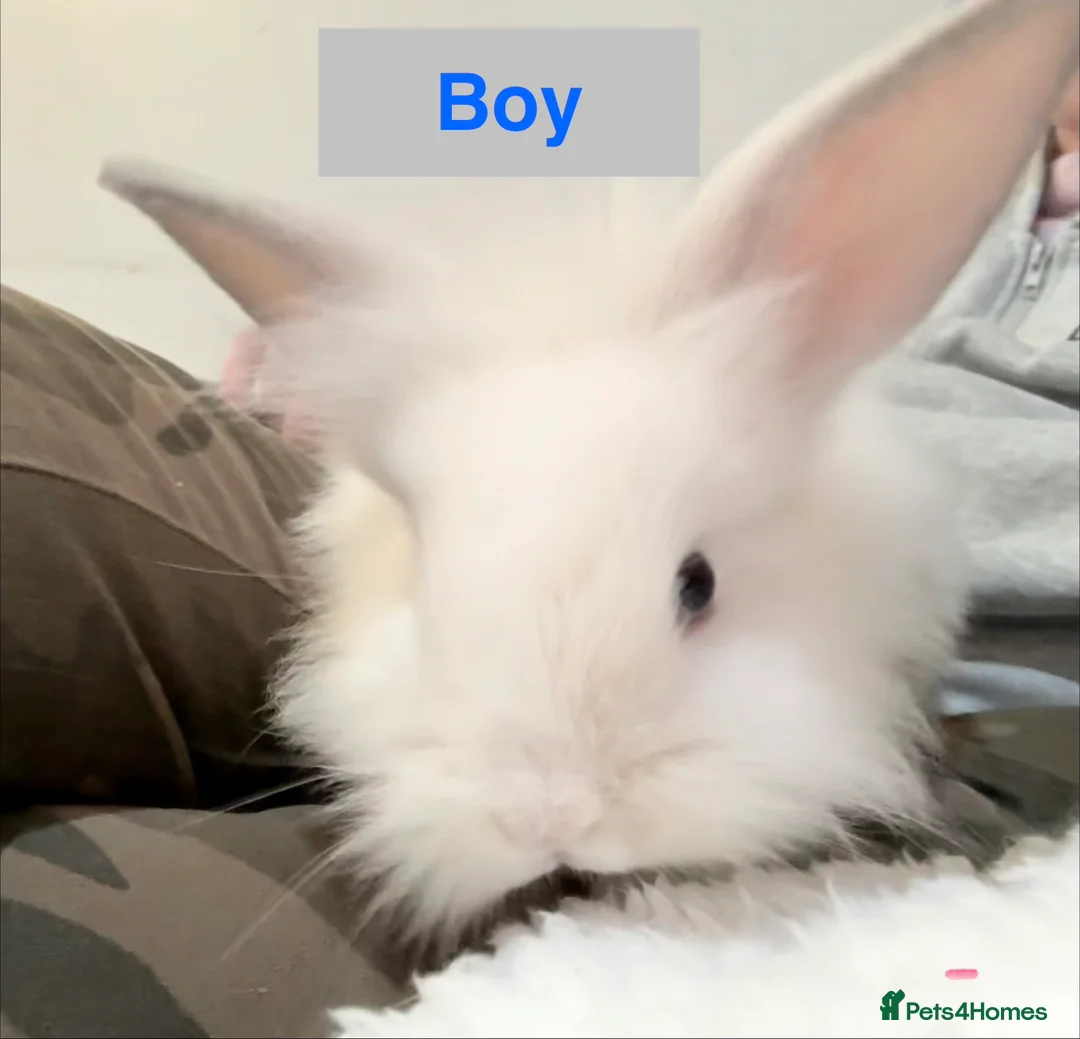 Lionhead rabbits for sale: Double Maned Lionheads - READY NOW - Advert 19