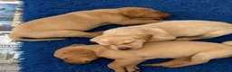 Labrador Retriever dogs for sale: Quality Fox Red Labrador pups KC reg  - Advert 10