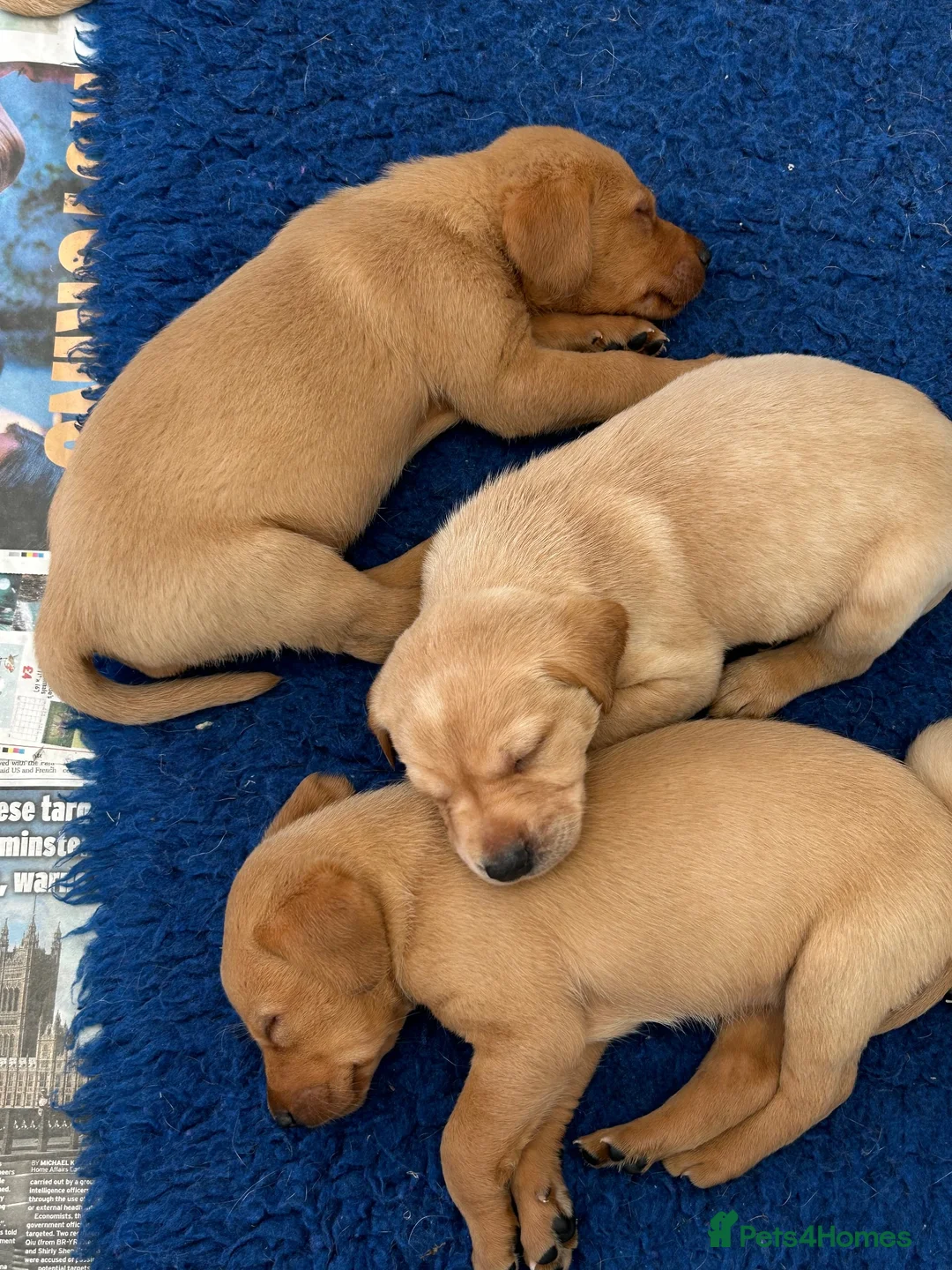 Labrador Retriever dogs for sale: Quality Fox Red Labrador pups KC reg  - Advert 10