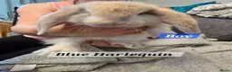 French Lop rabbits for sale: Pure Bred French Lop babies vaccinated with Yurvac - Advert 6