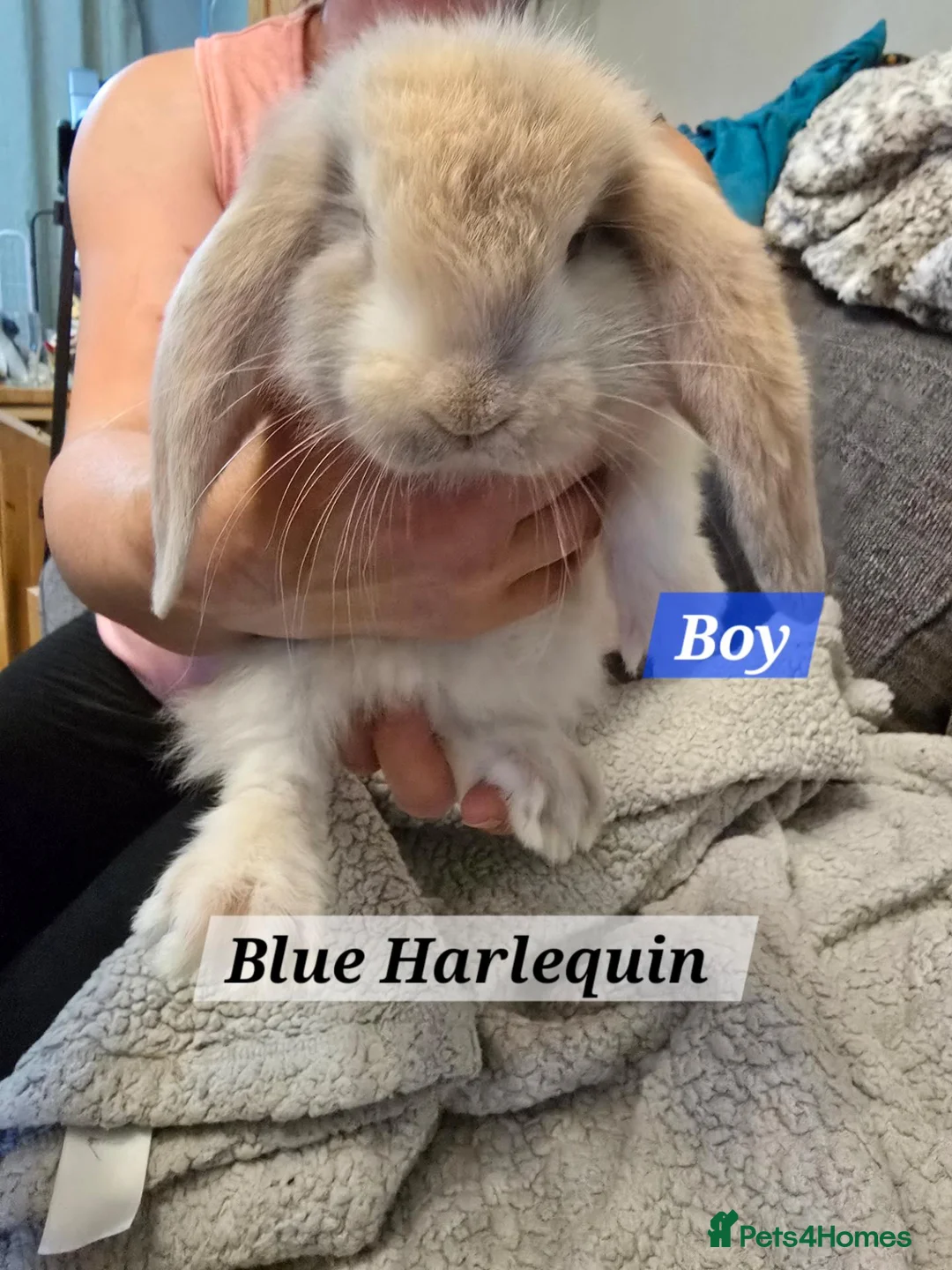 French Lop rabbits for sale: Pure Bred French Lop babies vaccinated with Yurvac - Advert 6