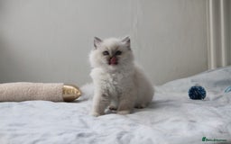 Ragdoll cats for sale: Active TICA princesses 👑❤️🩷💜 - Image 31