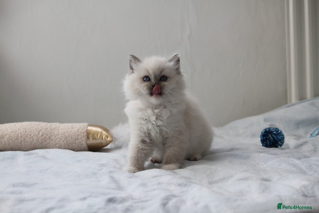 Ragdoll cats for sale: Active TICA princesses 👑❤️🩷💜 - Image 31