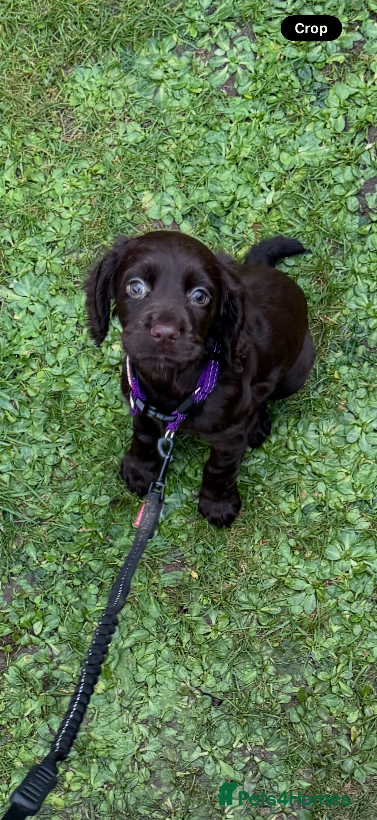 Cocker Spaniel dogs Outstanding Working Cocker Spaniel Puppy Female - Advert 2