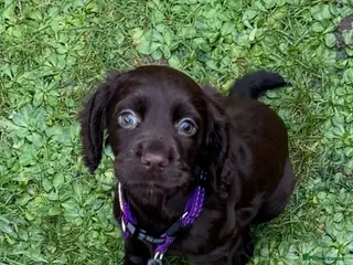 Cocker Spaniel dogs Outstanding Working Cocker Spaniel Puppy Female - Advert 1