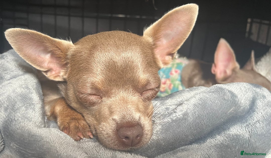Chihuahua dogs for sale: Expecting litter24th Jan 26. Register 4 interest.  - Advert 5
