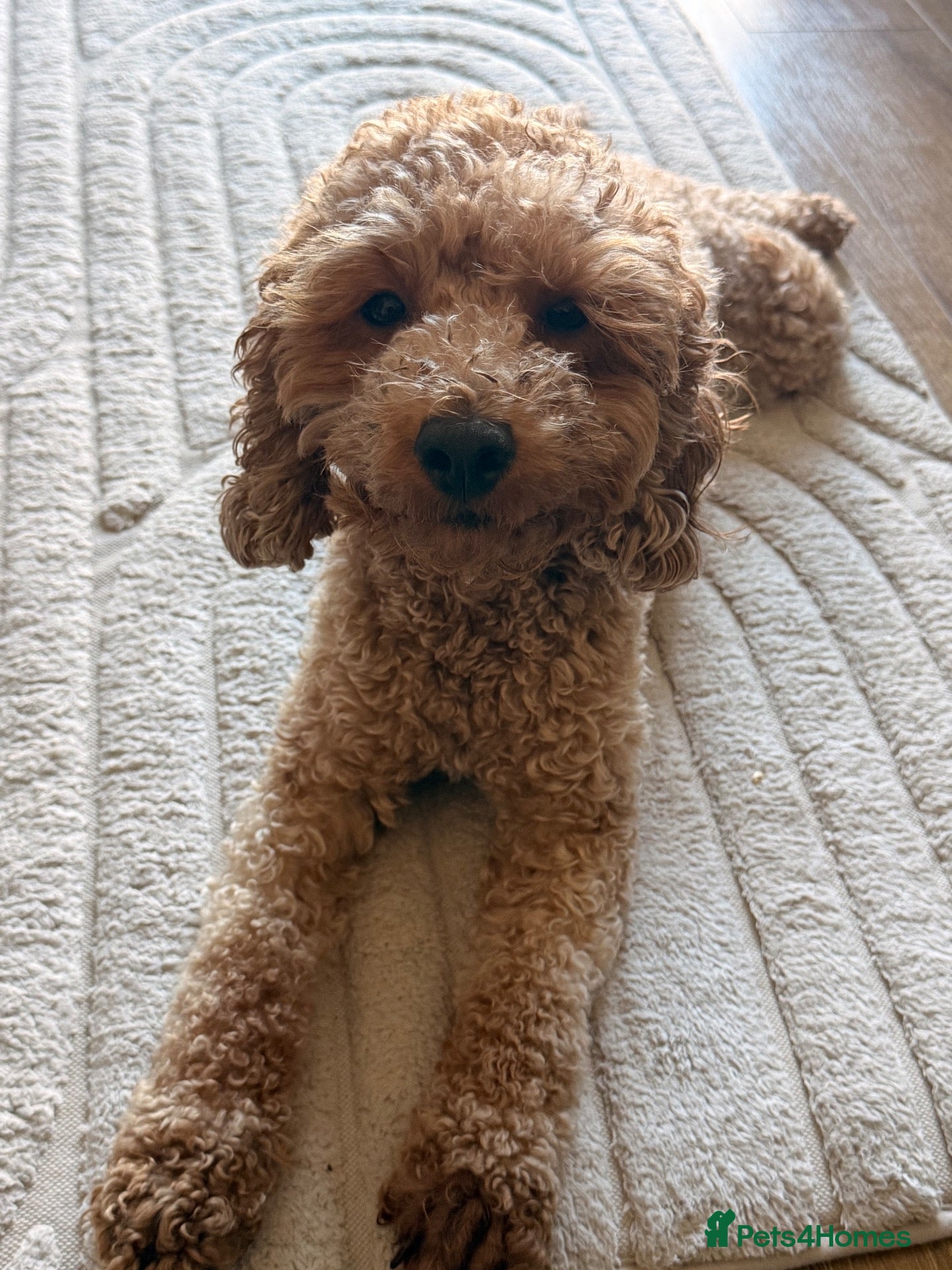 Cockapoo dogs for sale: F2 Cockapoo - Advert 19