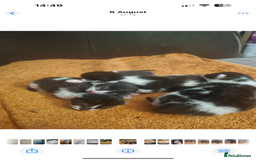 British Shorthair cats for sale: Last girl available ready to leave 13/09! - Image 5
