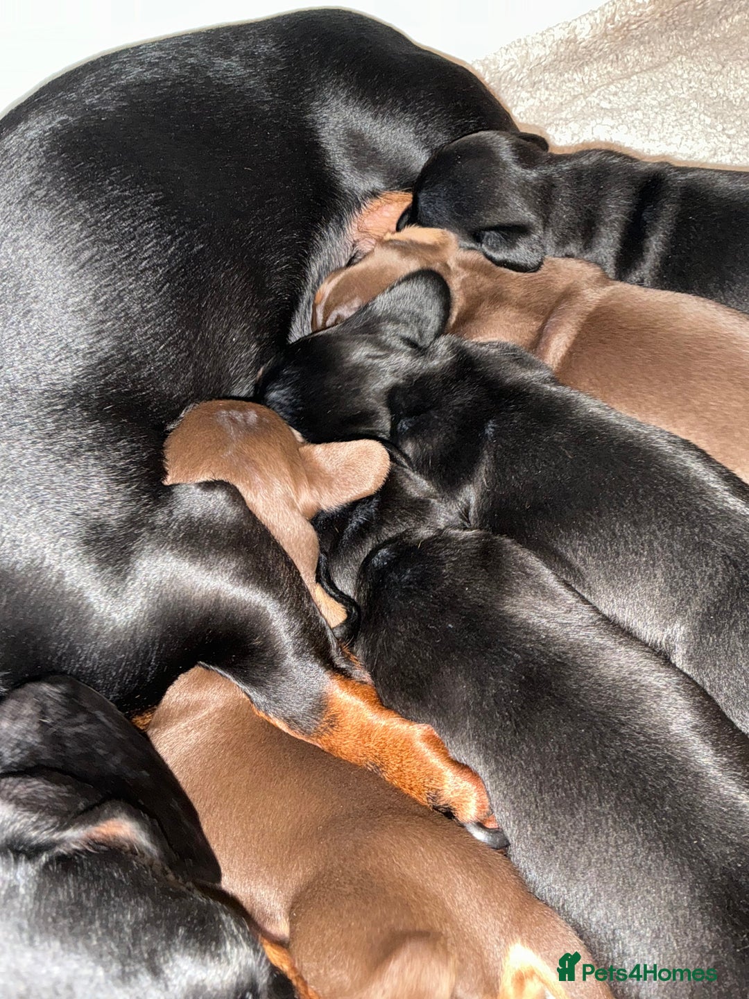 Miniature Dachshund dogs for sale: Nature smooth hair dash shows - Advert 3