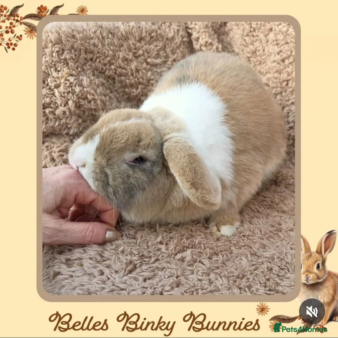 Mini Lop rabbits for sale: 🌷Juniper 🌷 Friendly, Affectionate, Loving Boy 🌷 - Advert 7