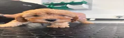 Cavapoo dogs for sale: 🐾Cavapoo health tested 🐶ready now 🐾 in Romford - Advert 28