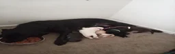 Labrador Retriever dogs for sale: 6 stunning female labrador puppies - Advert 10