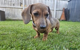 Dachshund dogs for sale: Last red girl fully vaccinated ready to leave x - Image 18