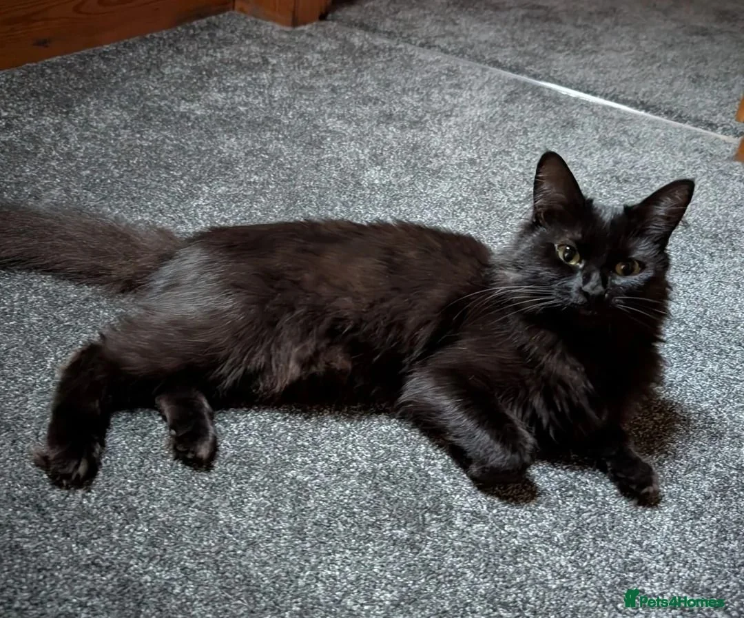 Mixed Breed cats for sale: Ragdoll x Ragdoll mix kitten 1 girl left - Advert 2