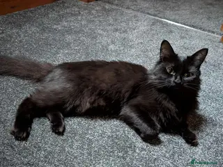 Mixed Breed cats Ragdoll x Ragdoll mix kitten 1 girl left - Advert 1