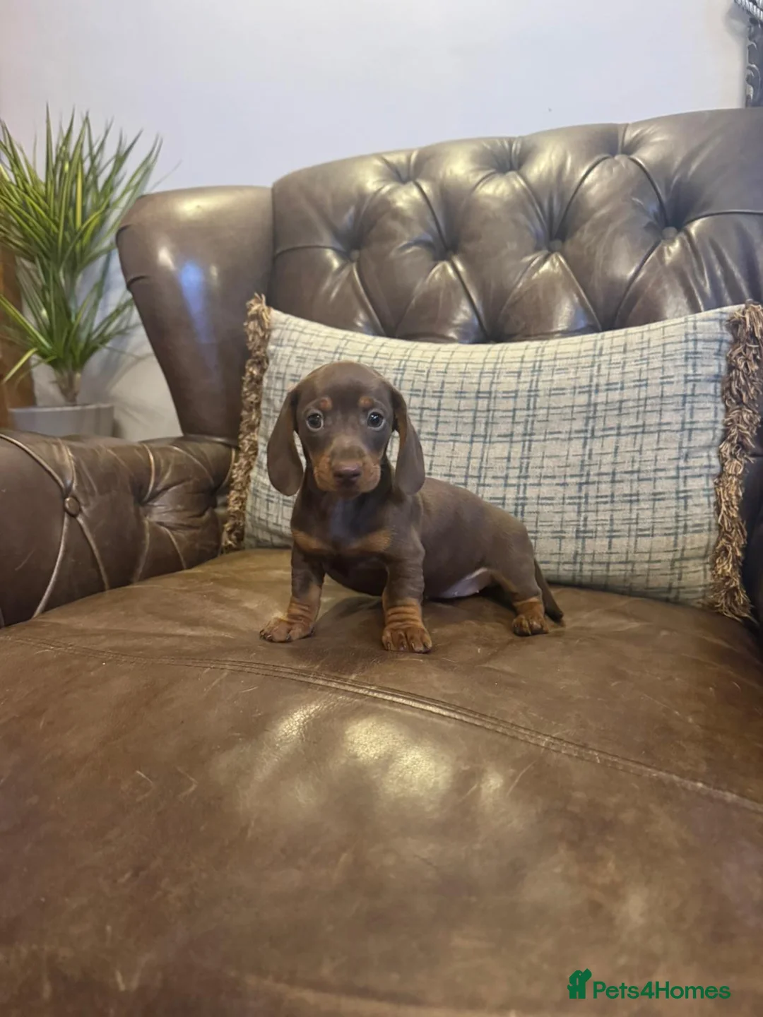 Dachshund dogs for sale: Miniature Dachshund Puppies  - Advert 4