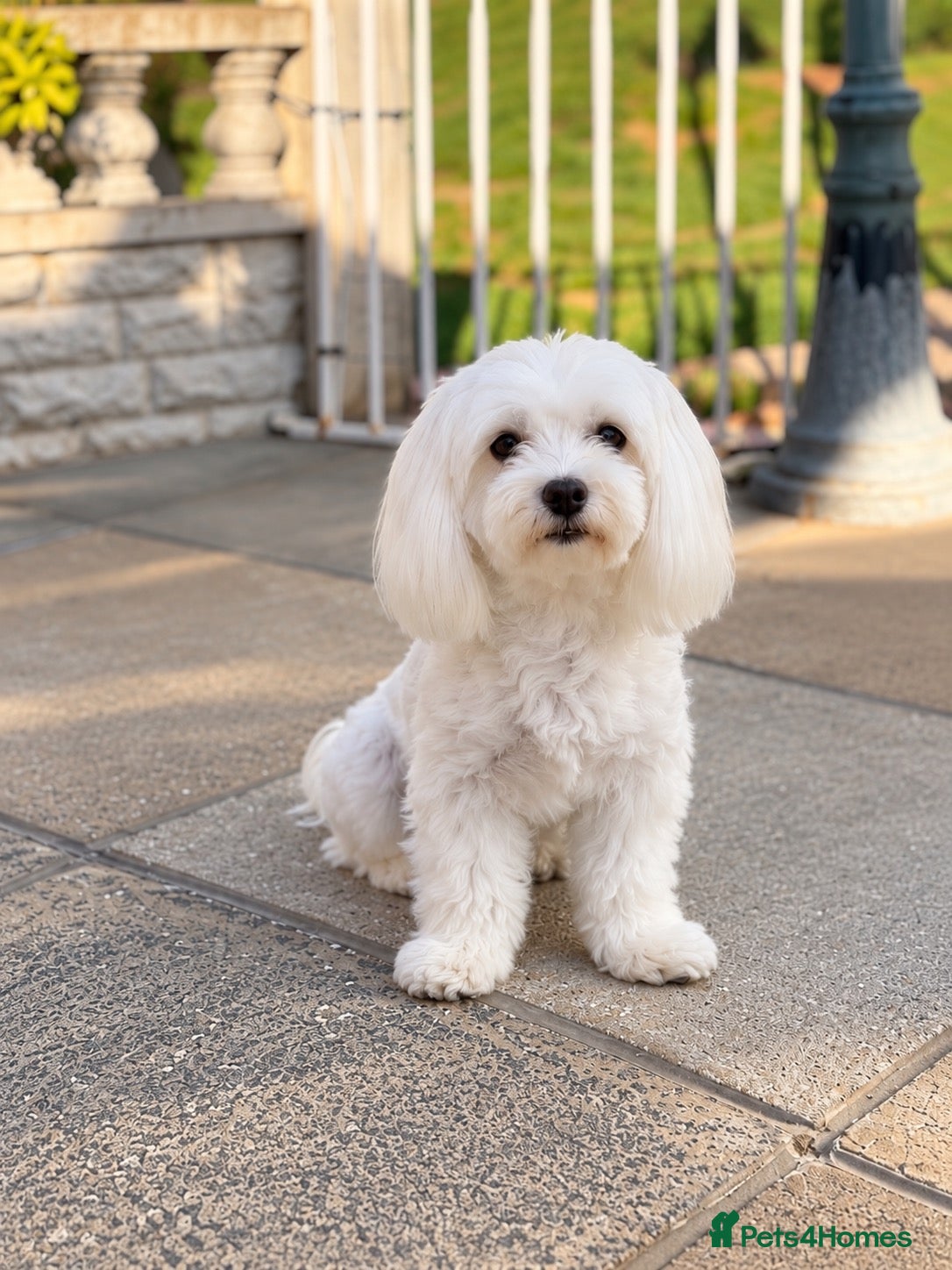 Maltese dogs Stunning girl looking for a loving family ♥️ - Advert 1