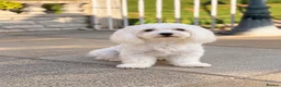 Maltese dogs for sale: Stunning girl looking for a loving family ♥️ - Advert 1