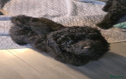 Miniature Poodle dogs for sale: 💚Exquisite black KC reg miniature poodle black in Chelmsford - Image 14