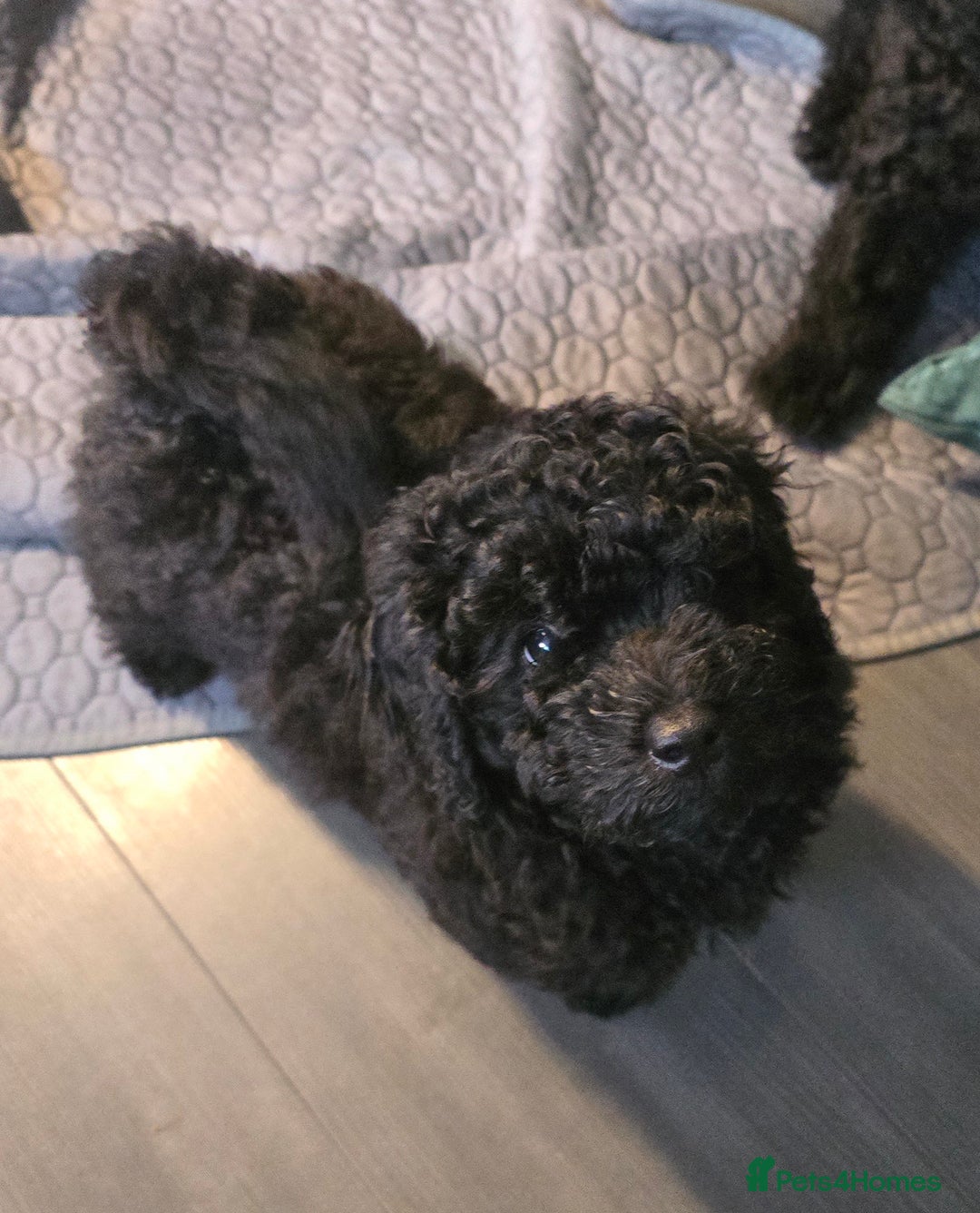 Miniature Poodle dogs for sale: 💚Exquisite black KC reg miniature poodle black in Chelmsford - Image 14