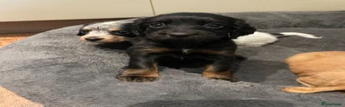 Cocker Spaniel 6