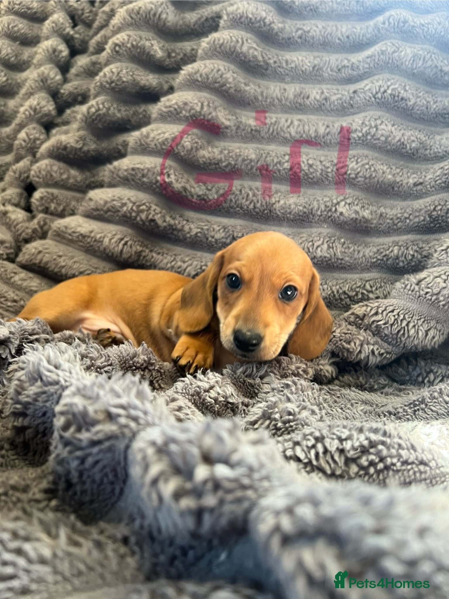 Dachshund dogs dachshund puppy’s  - Advert 1