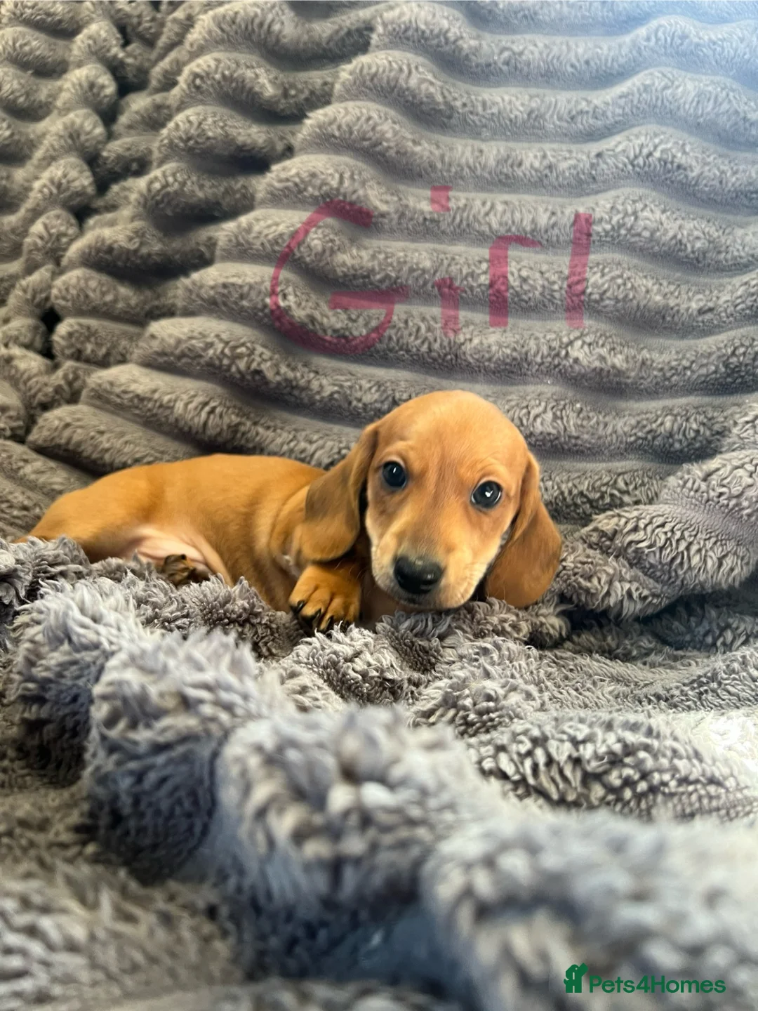 Dachshund dogs for sale: dachshund puppy’s  in Stowmarket - Advert 1