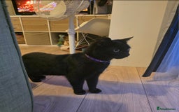 Mixed Breed cats for sale: Loki & Nova - Image 13
