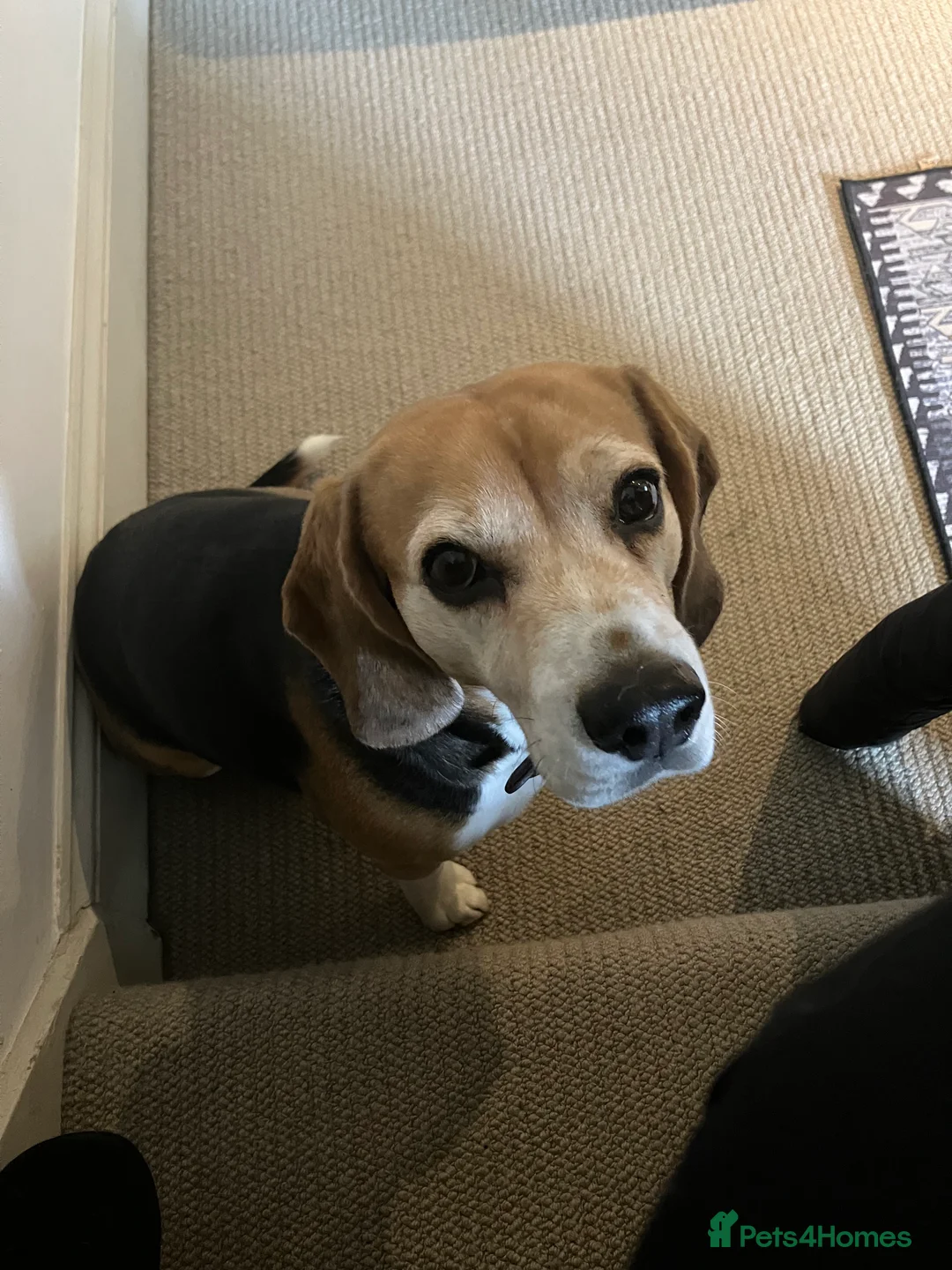 Beagle dogs for stud: Baxter wants a date - Advert 12