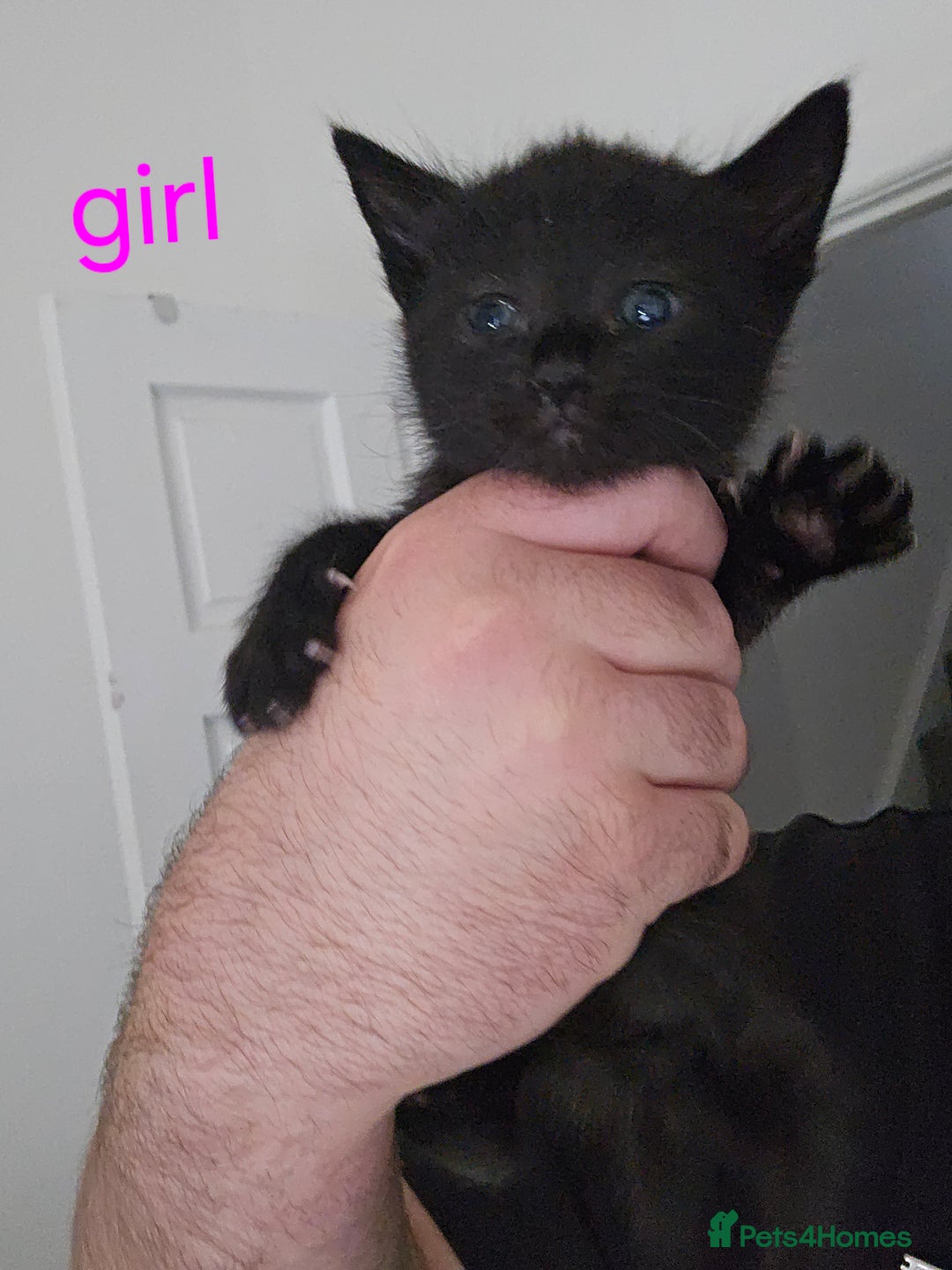 Mixed Breed cats for sale: 4 stunning kittens looking for there forever home  - Image 2