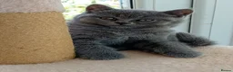 British Shorthair cats for sale: Gorgeous British short-hair kittens  - Advert 8