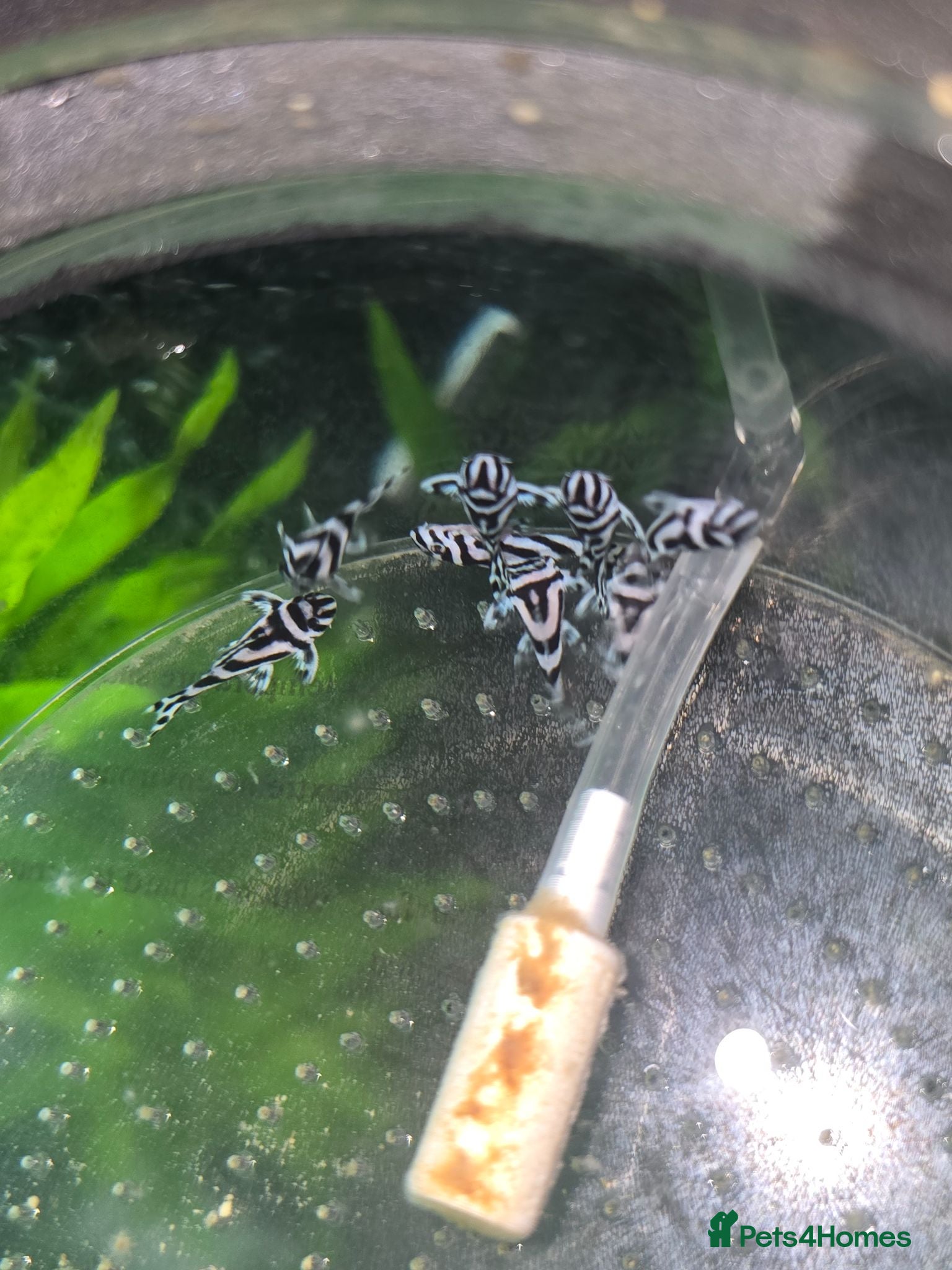 Plecos fish Zebra Pleco Hypancistrus L046 2cm UK Tank Bred - Advert 1