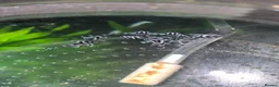 Plecos fish for sale: Zebra Pleco Hypancistrus L046 2cm UK Tank Bred - Advert 1