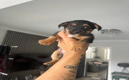 Mixed Breed dogs for sale: Yokrshire terrier pups  - Image 2