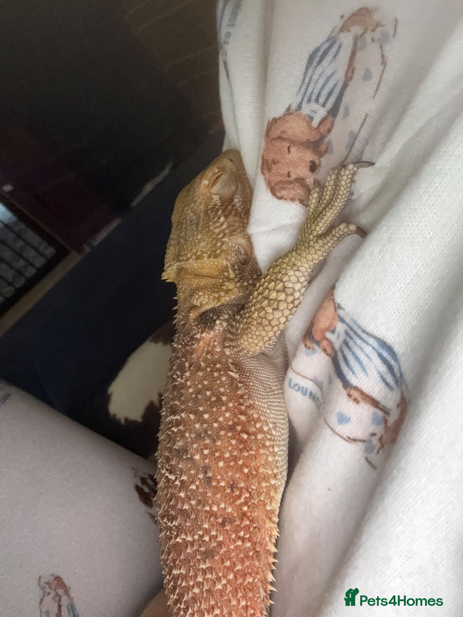 Bearded Dragon reptiles Lenard the bearded dragons  - Advert 2