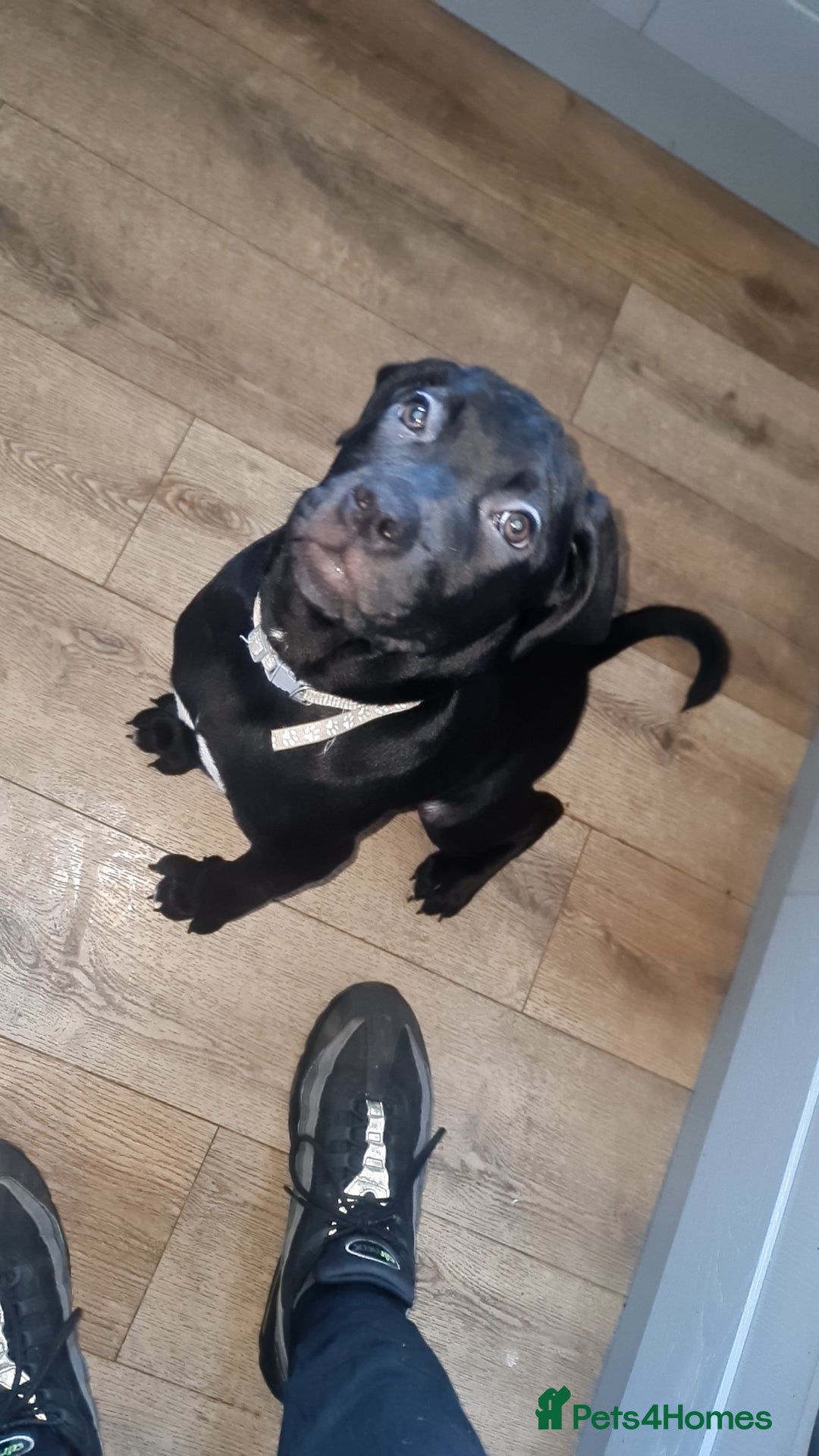 Cane Corso dogs for sale: 2 beautiful cane corso puppies - Advert 2